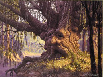 Old Man Willow